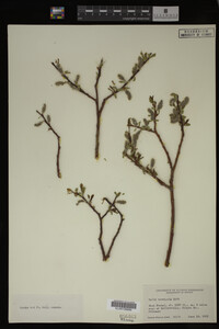 Salix monticola image
