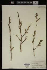 Image Associated With the Occurrence