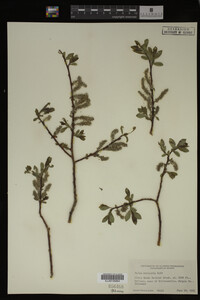 Salix monticola image