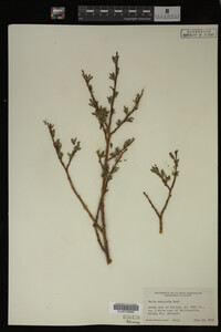 Salix monticola image