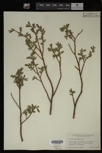 Salix monticola image
