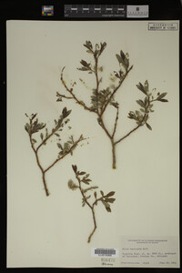 Salix monticola image