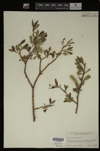 Salix monticola image