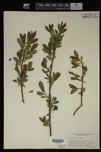 Image Associated With the Occurrence