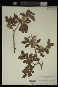 Salix monticola image
