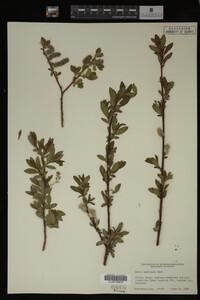 Image Associated With the Occurrence