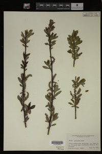 Image Associated With the Occurrence