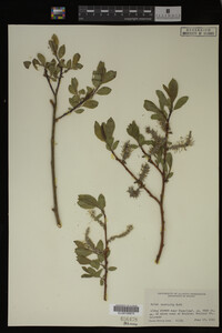 Image Associated With the Occurrence