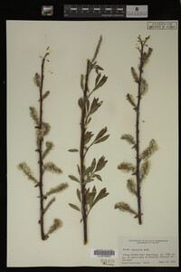Salix monticola image