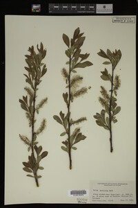 Salix monticola image