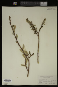 Salix monticola image