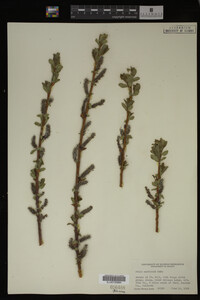 Salix monticola image