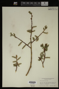 Salix monticola image