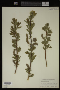 Salix monticola image