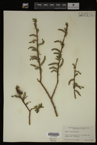 Salix monticola image