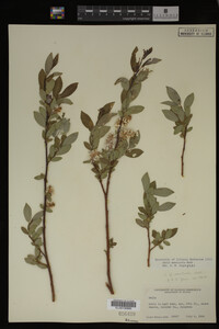 Salix monticola image