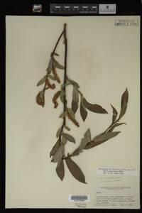 Salix monticola image