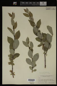 Salix monticola image