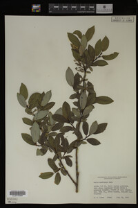 Image Associated With the Occurrence