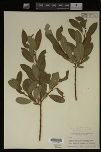 Image Associated With the Occurrence