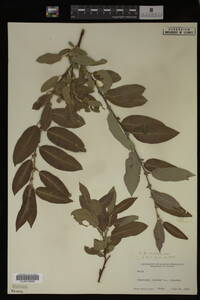 Salix monticola image