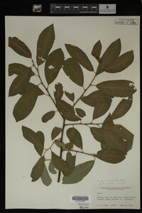 Salix monticola image
