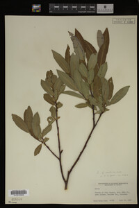Image Associated With the Occurrence