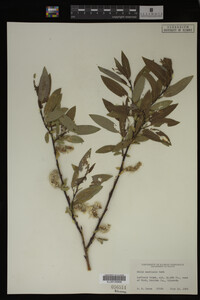 Salix monticola image
