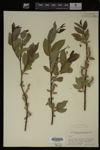 Salix monticola image