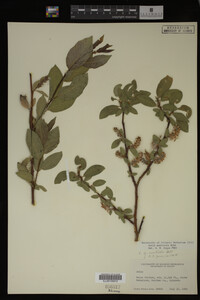 Salix monticola image