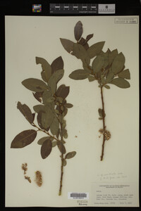 Salix monticola image