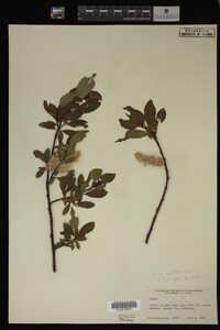 Salix monticola image