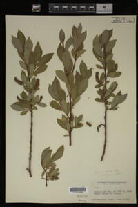 Image Associated With the Occurrence