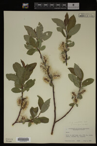 Salix monticola image