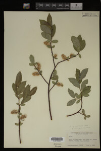 Salix monticola image