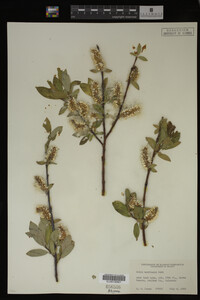 Salix monticola image