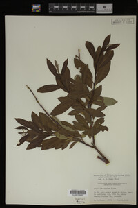 Image Associated With the Occurrence