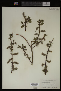 Salix monticola image