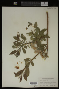 Image Associated With the Occurrence