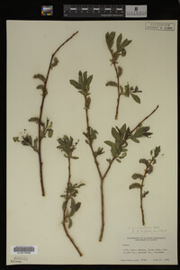 Salix monticola image