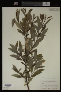 Image Associated With the Occurrence
