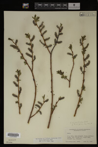 Salix monticola image