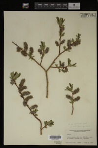 Salix monticola image