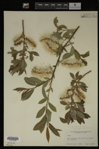 Salix monticola image