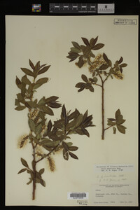 Salix monticola image