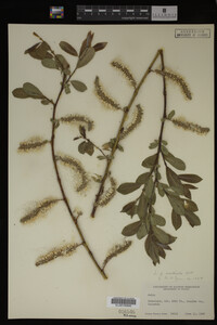 Salix monticola image