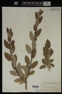 Image Associated With the Occurrence