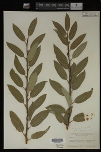 Salix monticola image