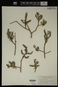 Salix monticola image