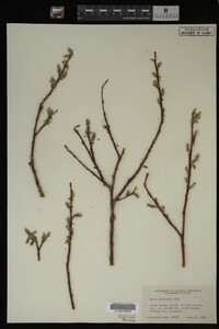 Salix monticola image